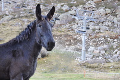 Close-up of horse on field during winter