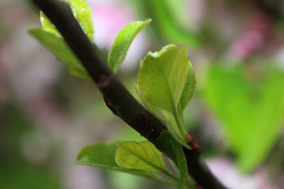 Close-up of fresh green plant