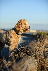 Close-up of dog against sky