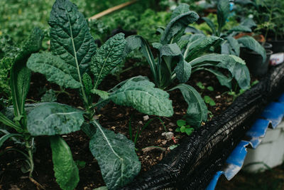 High angle view of plants growing in farm