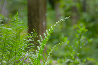 Close-up of fern