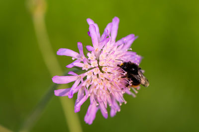 Close-up of insect on pink flower