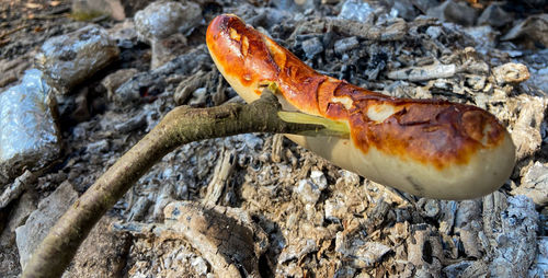 Close-up of crab on rock