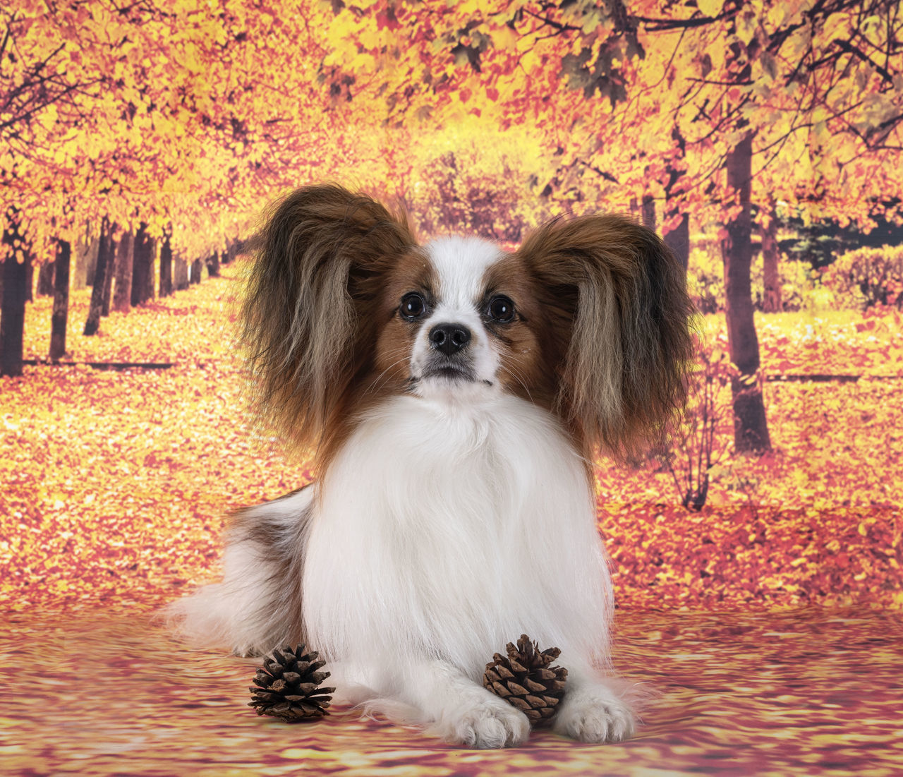 PORTRAIT OF DOG IN PARK