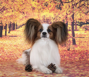 Portrait of dog in park during autumn