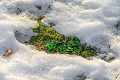 High angle view of small snow on land