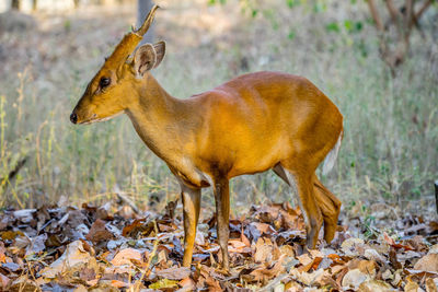 Side view of deer standing on field during autumn