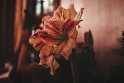 Close-up of rose blooming outdoors