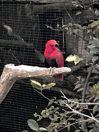 Bird perching on branch in cage