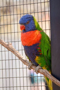 Close-up of parrot in cage