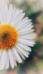 Close-up of flower blooming outdoors