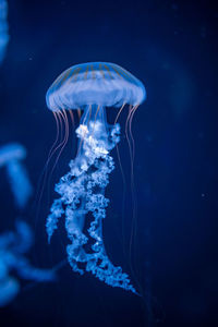 Jellyfish swimming in sea