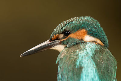 Close-up of a bird over black background