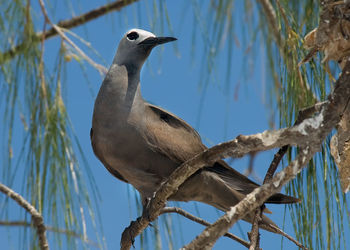 Close-up of bird perching on branch