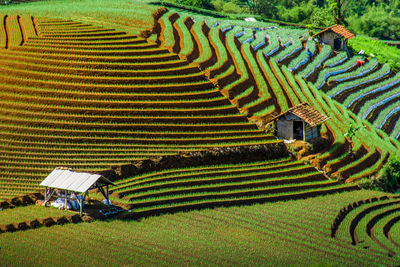 Scenic view of agricultural field