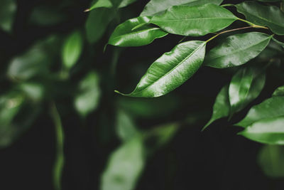 Close-up of green leaves