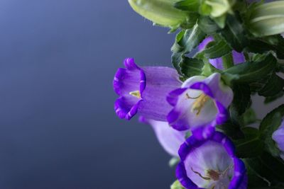 Close-up of fresh purple flowers in water