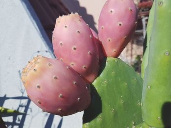 Close-up of prickly pear cactus
