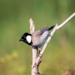 Close-up of bird perching on branch