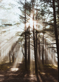 Sunlight streaming through trees in forest