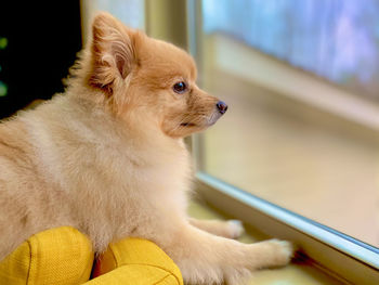 Close-up of a dog looking away