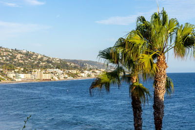 Palm tree by sea against sky