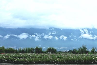 Scenic view of field against sky