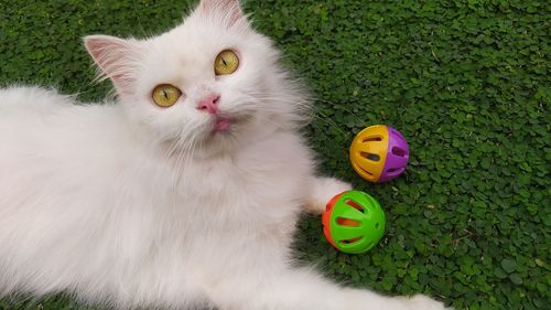 High angle view of a cat with ball