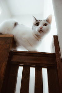 Portrait of cat