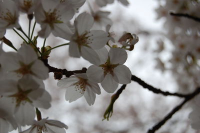 Close-up of cherry blossoms