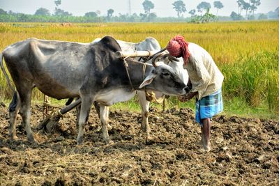 Farmer feeding oxen while standing in farm