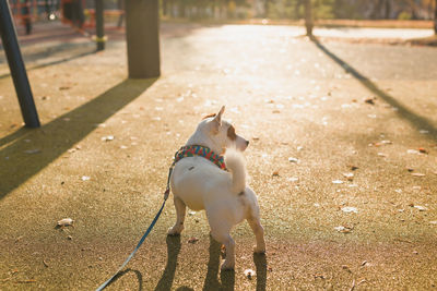 Dog running on field