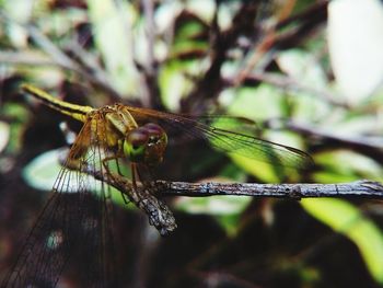 Close-up of damselfly perching on leaf