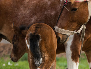 Close up of mare and foal