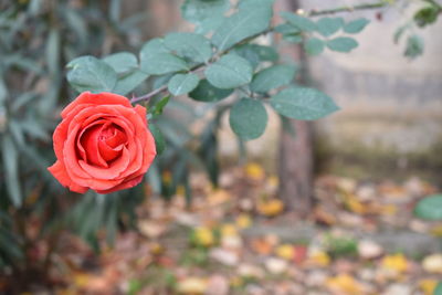 Close-up of red rose