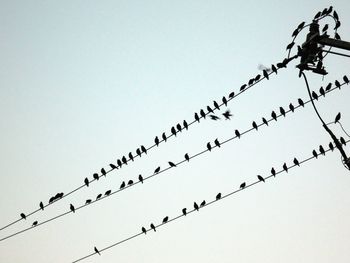 Birds perching on power cables