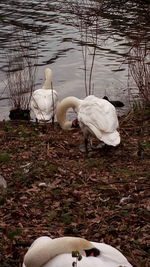 Swan on lake