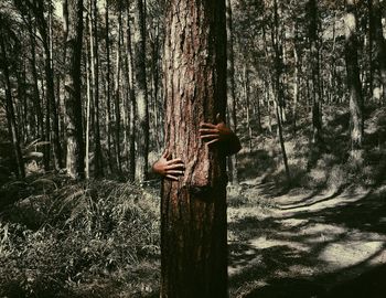 Man feeding on tree trunk in forest