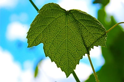 Close-up of green leaves