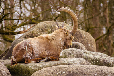 Portrait of a male ibex with huge horns