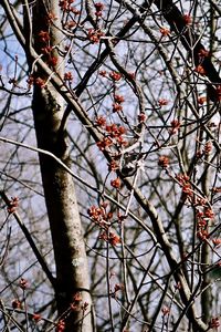 Low angle view of cherry tree