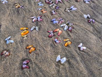 High angle view of shells on beach