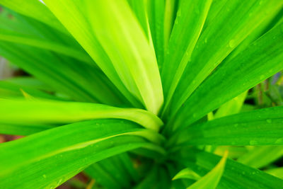 Full frame shot of green leaves