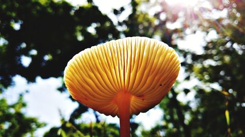 Close-up of mushroom growing on plant