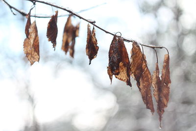 Close-up of dry leaves hanging on branch
