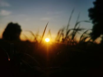 Close-up of silhouette plants against sky during sunset