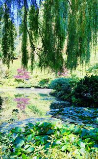 Scenic view of lake in forest