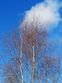 Low angle view of bare trees against blue sky