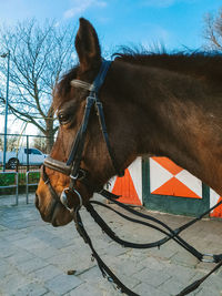 Close-up of a horse on the ground