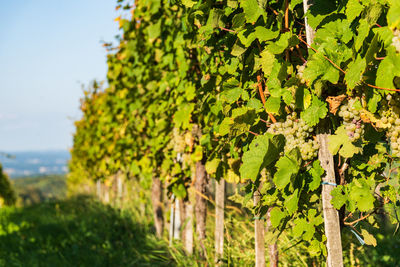 Close-up of leaves growing in vineyard